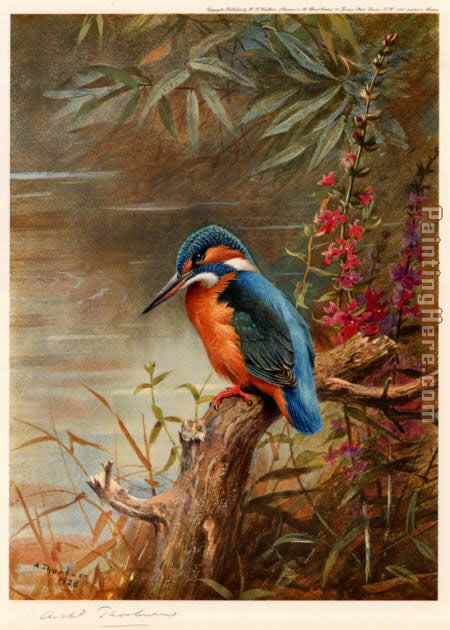 Archibald Thorburn Summer Kingfisher